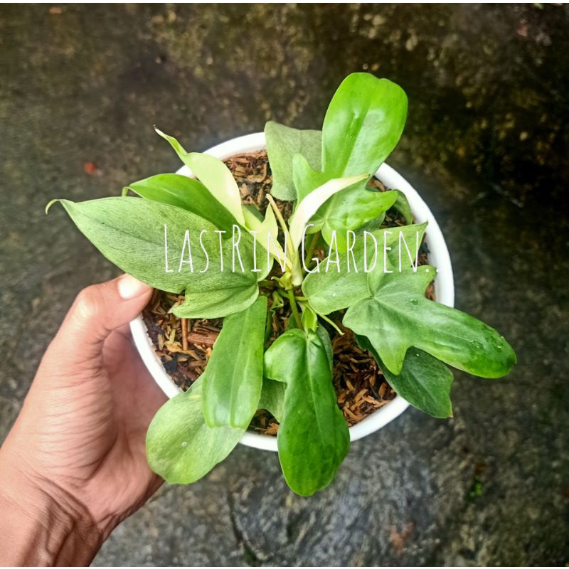 

Philodendron Florida Ghost Mint