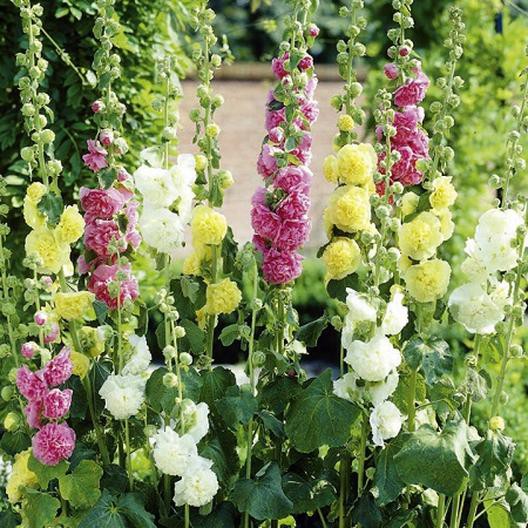 Benih-Bibit Bunga Hollyhock Summer Carnival Mix (Haira Seed)