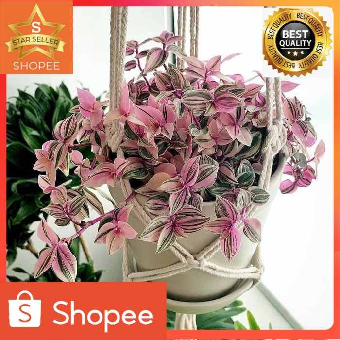 Tanaman hias gantung tradescantia - Pohon tradescantia