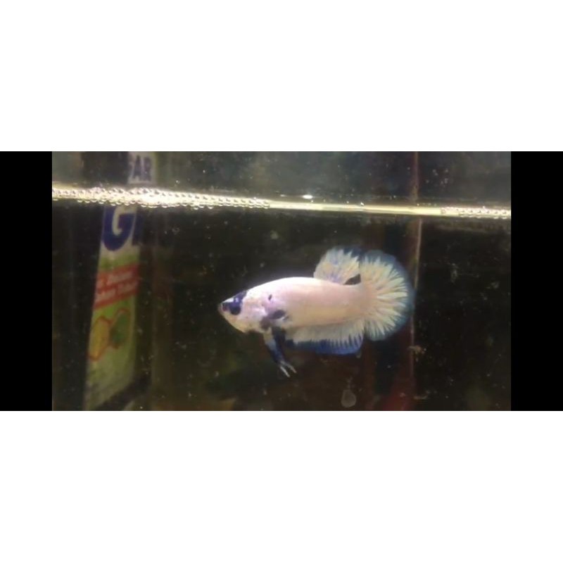 Cupang Bluerim