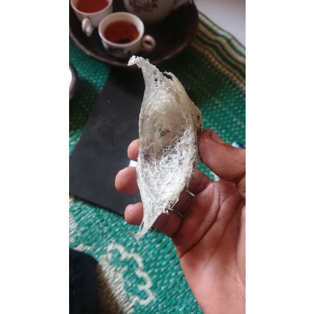 

SARANG WALET ASLI