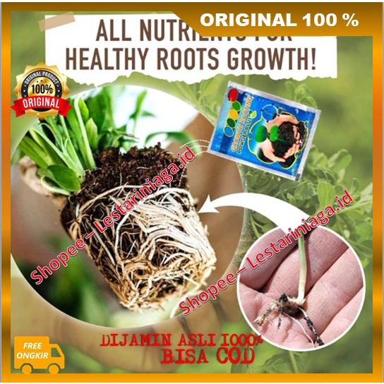BELI 1 GRATIS 1  Growth Rooting Powder Plus  ORIGINAL
