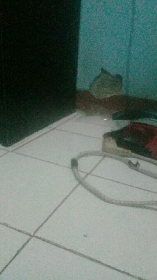 Benih Timun Jepang Ronaldo F1