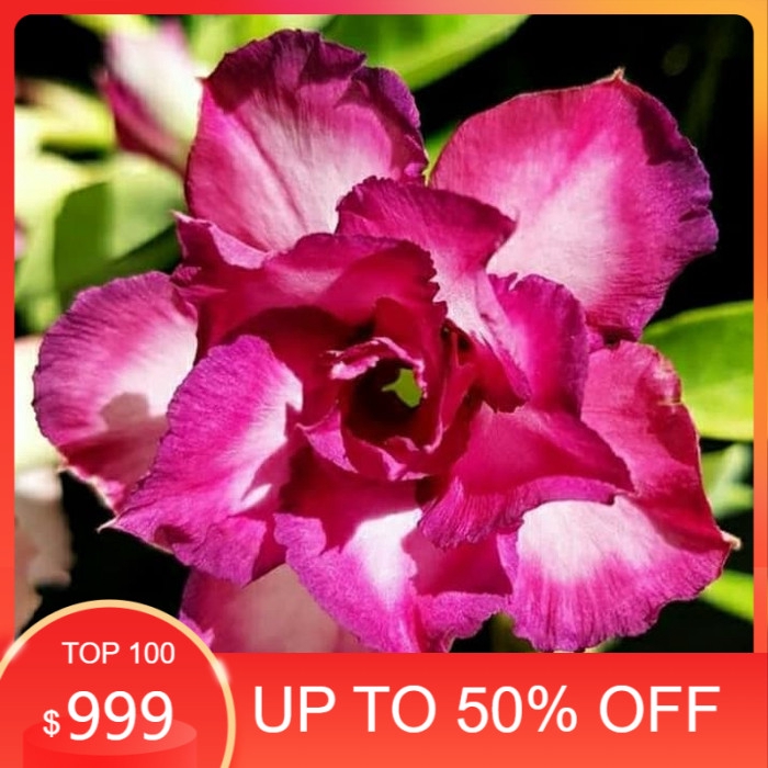 

promo Bibit bunga kamboja adenium MAU murah