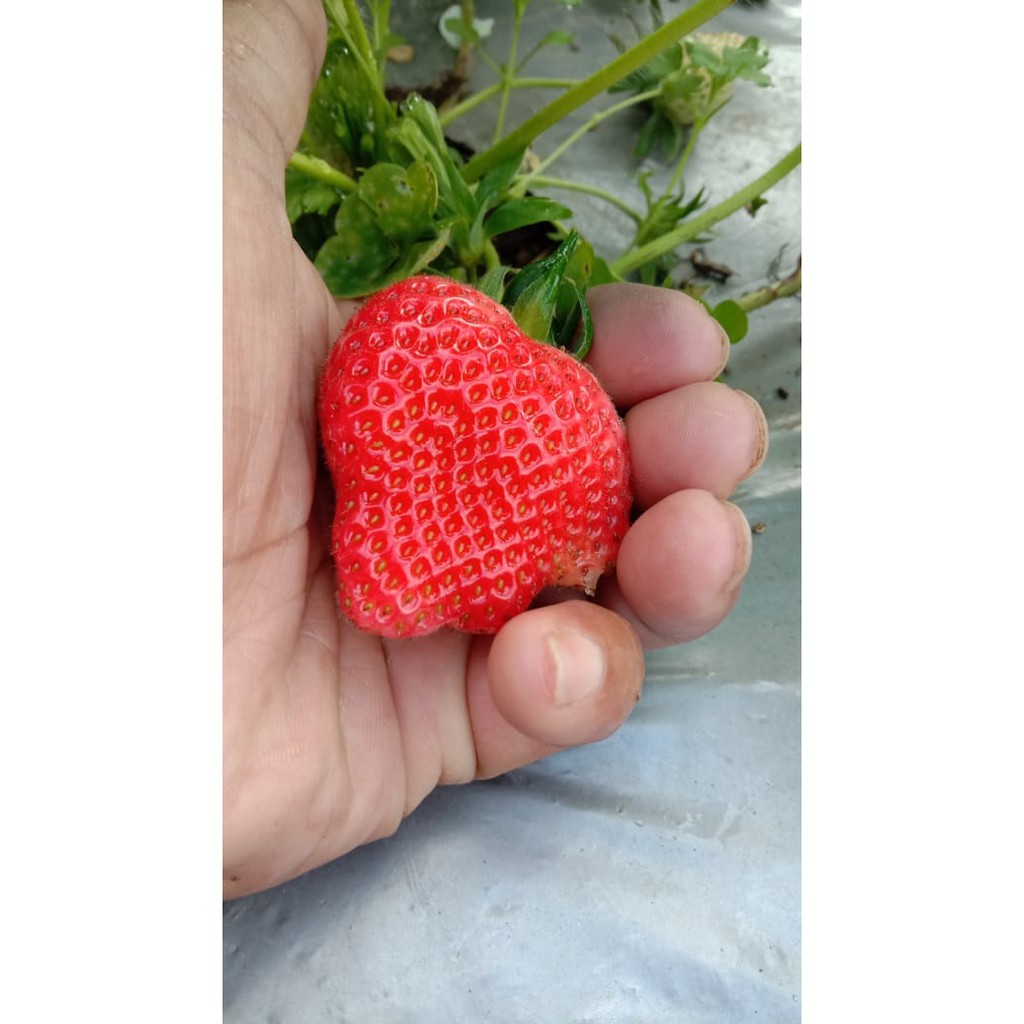 Termurah Bibit Strawberry California Jumbo