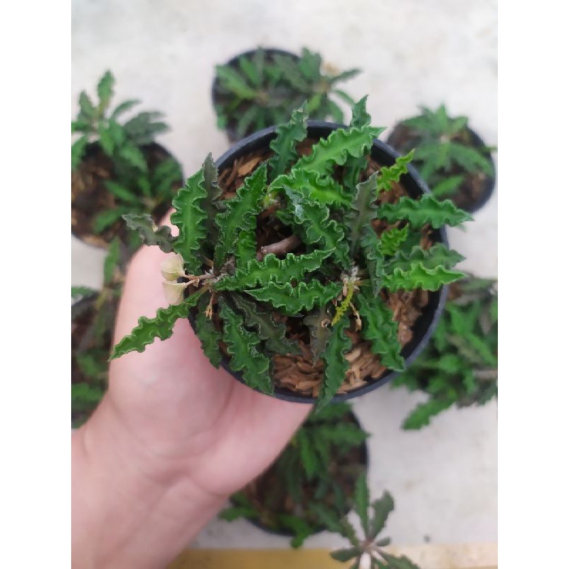 Euphorbia Decaryi