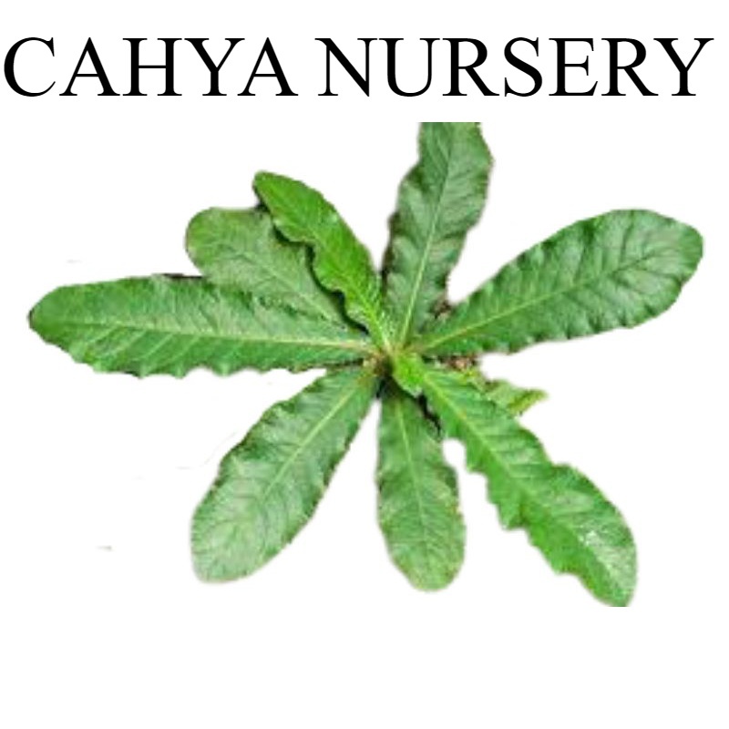 

Promo Daun tapakliman / tapak liman 500gram basah segar siap petik