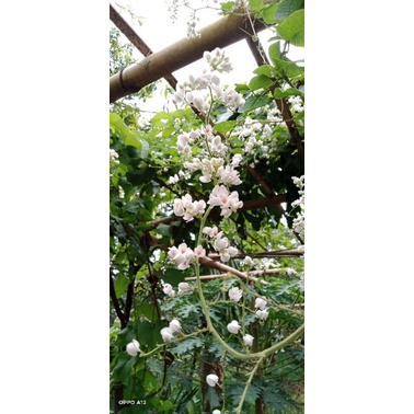 tanaman air mata pengantin bunga putih/tanaman air mata pengantin/bibit air mata pengantin bunga put