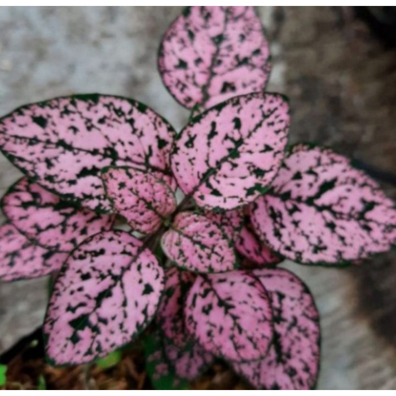 tanaman hias hypotes daun pink