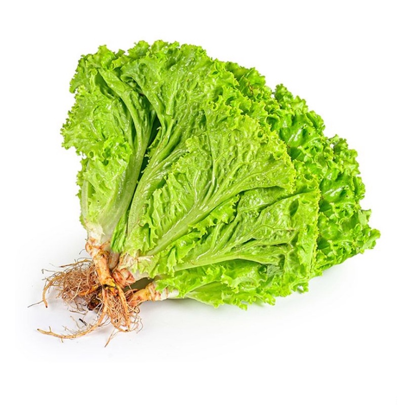 

Selada Air Hidroponik Sayur Segar 1 Kg