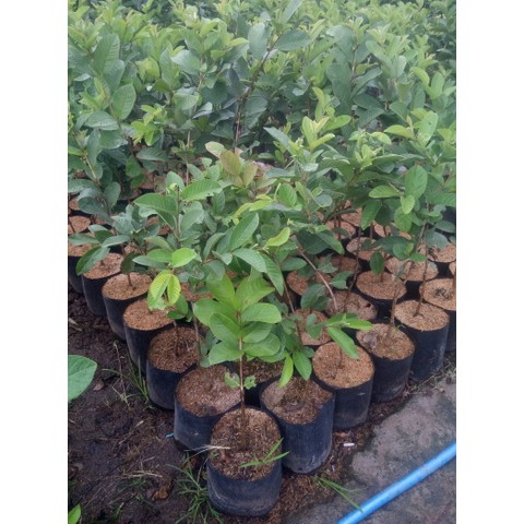 Tanaman Buah Jeruk Lemon Impor (citrus limon)