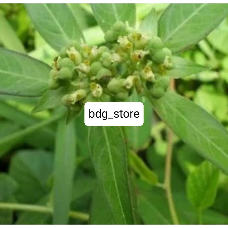 

DAUN SENA/KATEMAS KONDISI SEGAR 1.KG