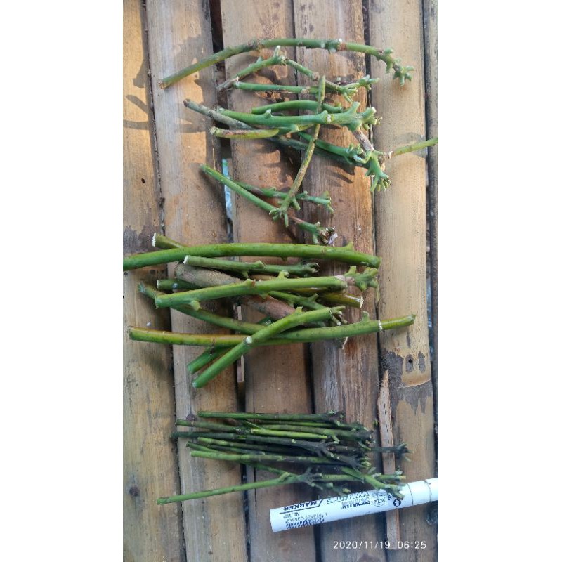 entres mangga import Valencia pride