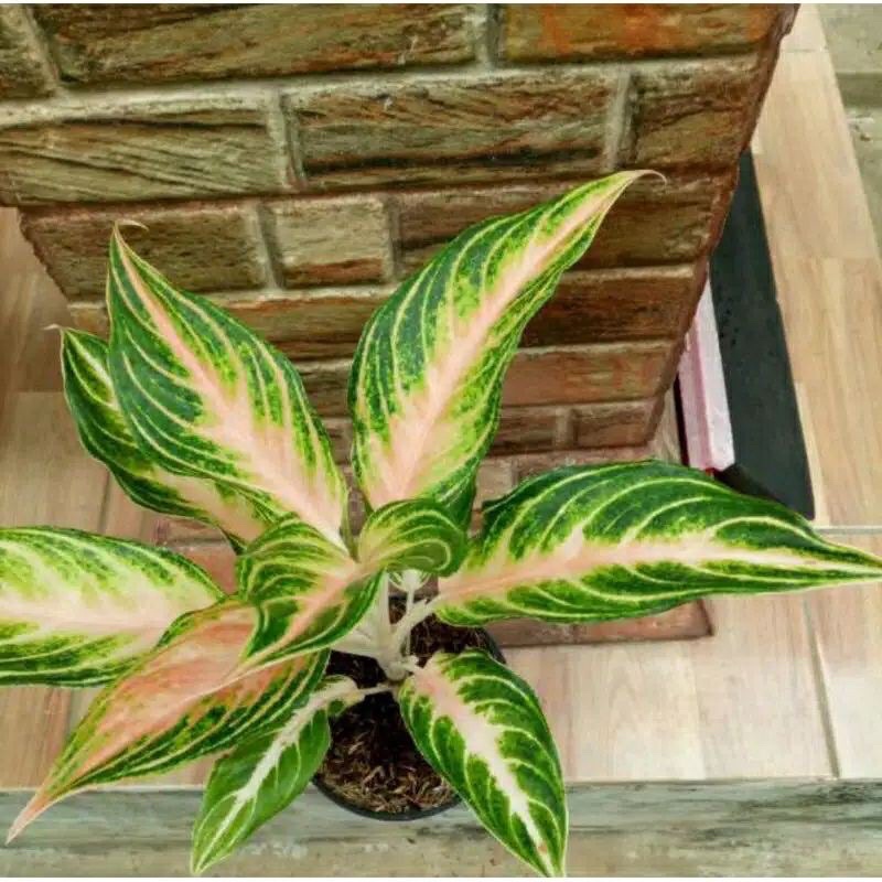 Bunga aglonema Sunset /pink sunset