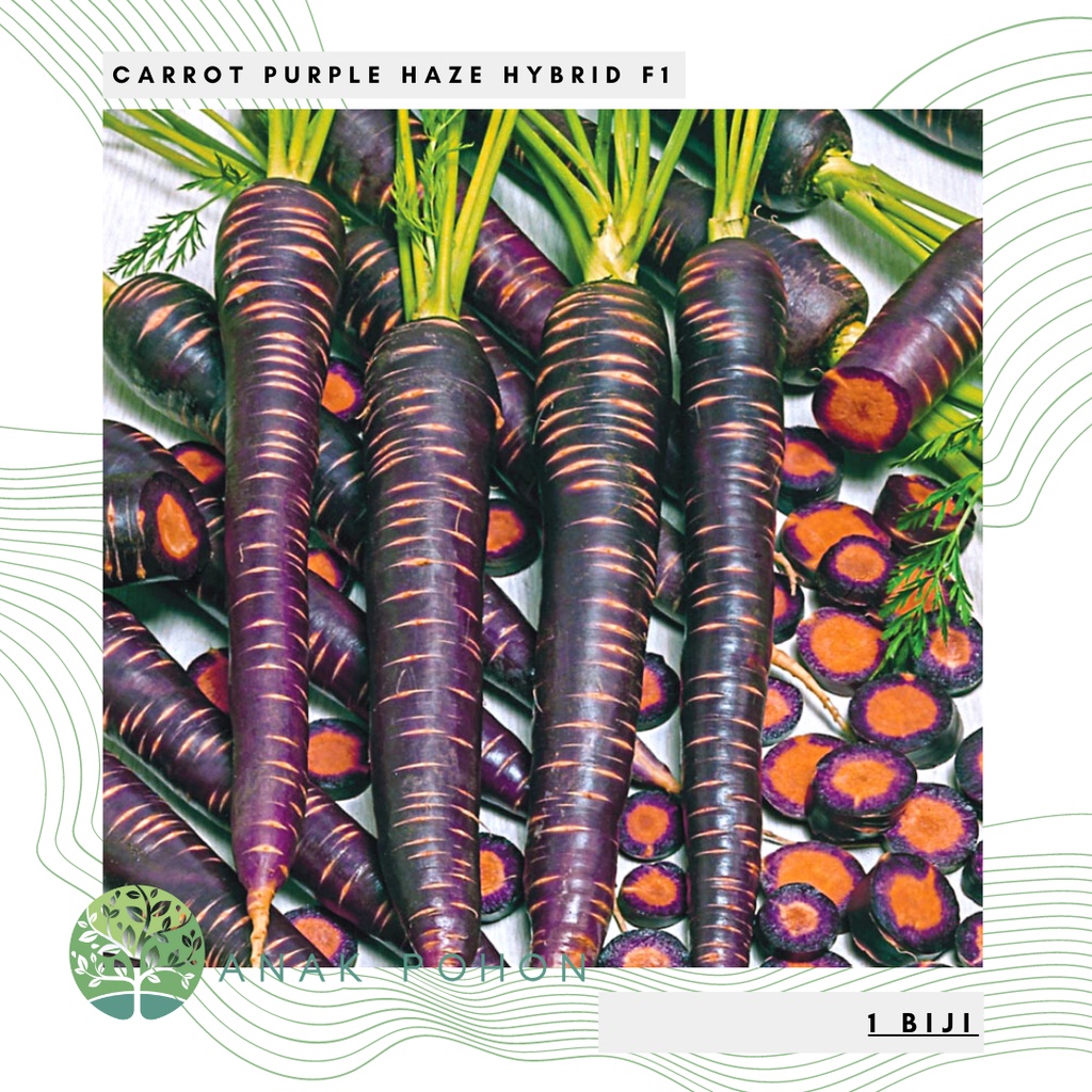 Benih Bibit Biji - Carrot Purple Haze Hybrid F1 Wortel Ungu Daging Orange Seeds - IMPORT