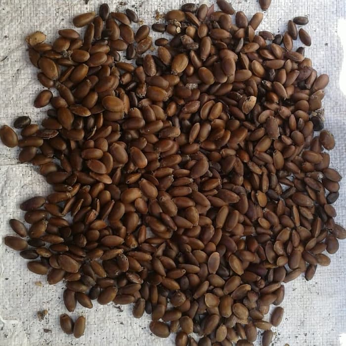 

Biji Sirsak Siap Tanam 1kg berkualitas