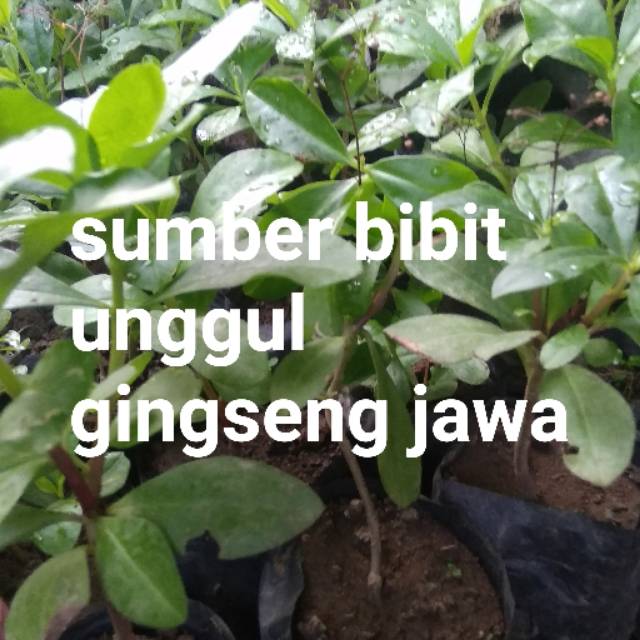 bibit ginseng jawa