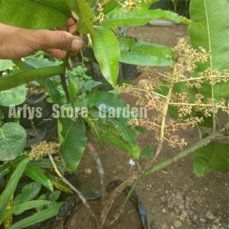 Cangkok Mangga Madu Cepat Berbuah