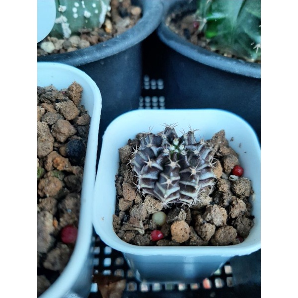 Kaktus Friedrichii x LB Ori