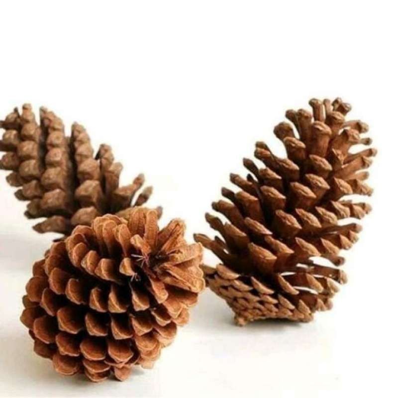 Bunga Pinus Kering SATUAN Pine Cone Ukuran RANDOM Bahan Kerajinan Tangan Hiasan Bunga Kering Bahan Rustic Alami Biji Pinus Kering Hiasan Mahar Parcel Hampers Bentuk Ukuran Campur Accessories Aksesoris Gift Kado Hias Craft Crafting Grosir Prakarya Malang