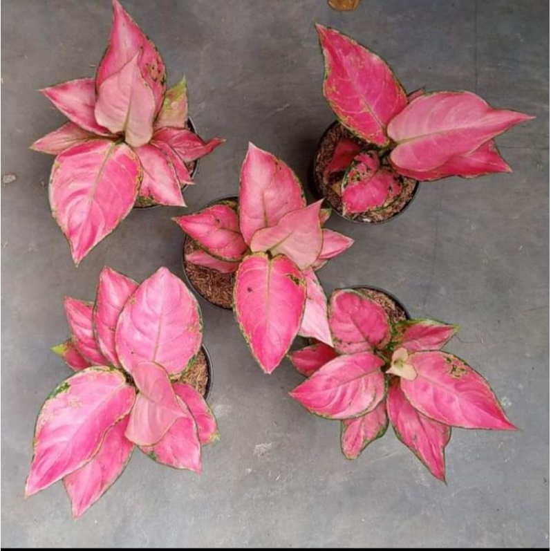 Aglaonema pink catrina
