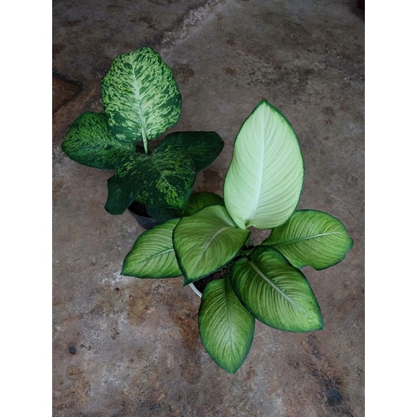 Paket Diven Harmoni+Anggun Ayu