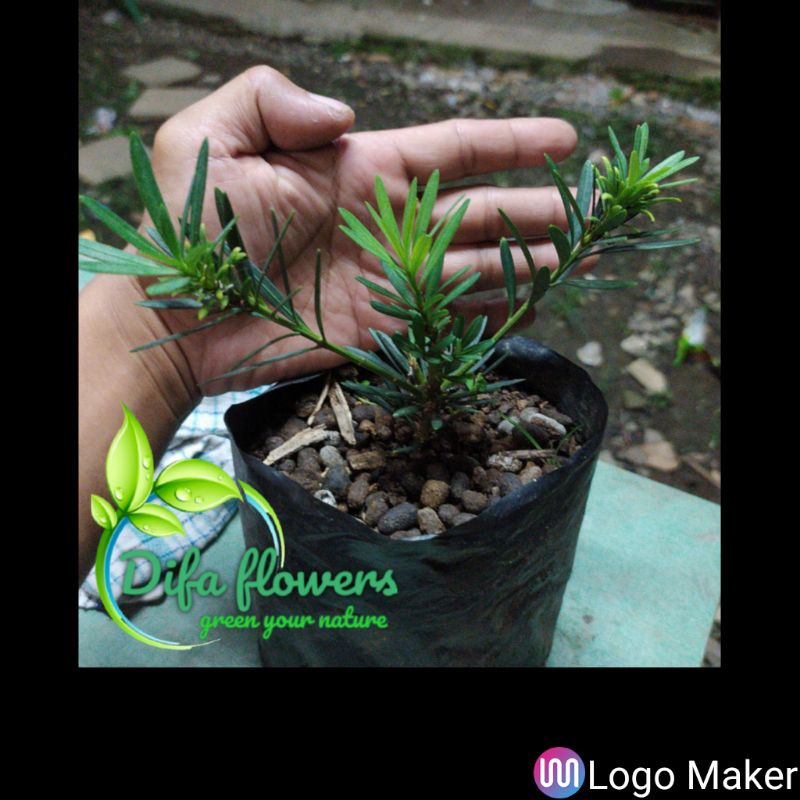 lohansung biru daun mikro