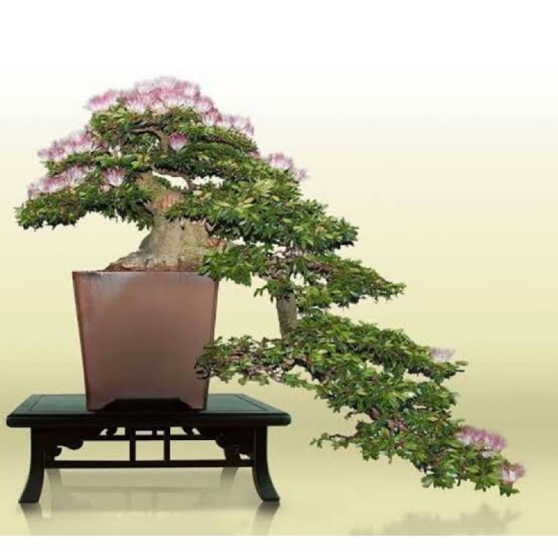 BAHAN BONSAI KALIANDRA SURINAMENSIS TOP SELLER