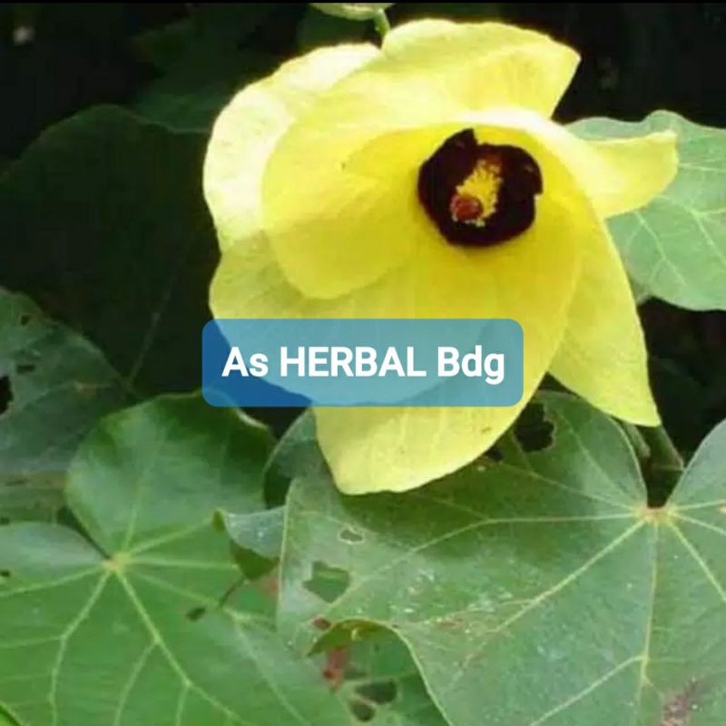 

Daun Waru Segar Harga Per 500 gram-az