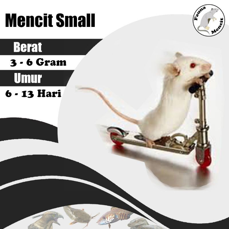 tikus putih mencit small / mencit small