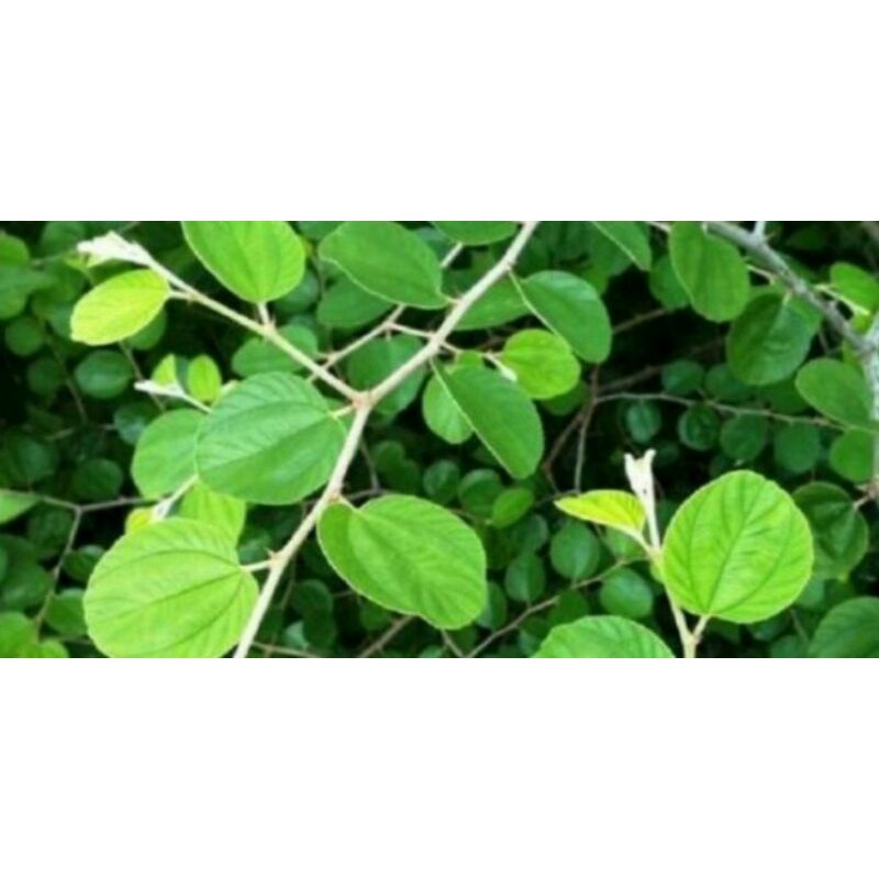 

DAUN BIDARA SEGAR LANGSUNG DARI KEBUN SENDIRI