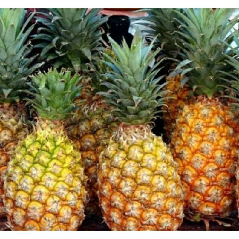 

NANAS MADU MURAH