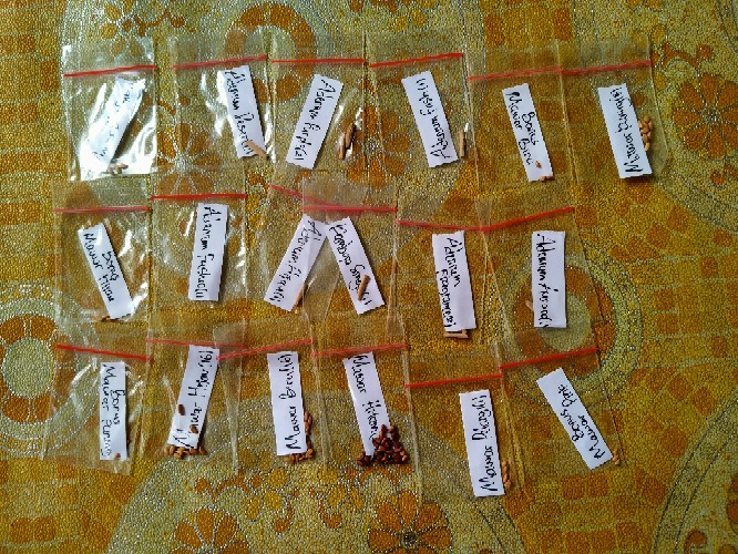 (benih) Biji Bunga Mawar Kuning Cantik Langka