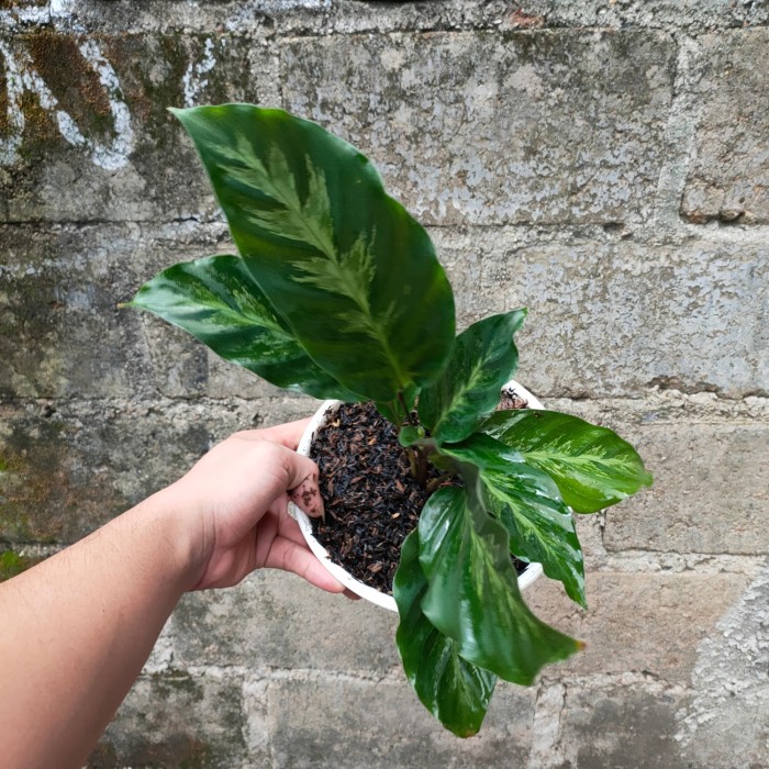 PROMO!! Tanaman Hias Calathea Albertii - Tanaman Hias Indoor