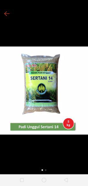 Benih Padi Unggul Indrida Sertani 14 Bibit Padi