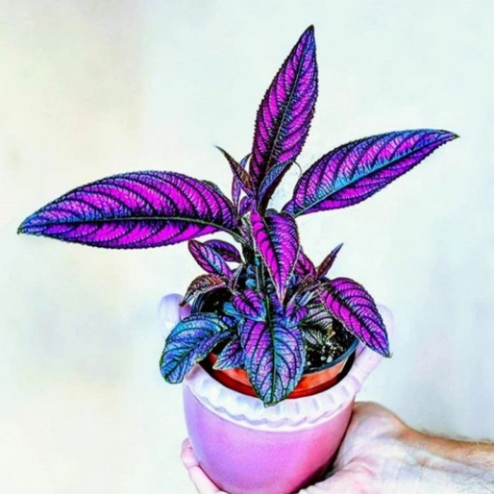 Pohon Miana Ungu / Miana Samber Lilin Tanaman Hias Pohon Daun Miana