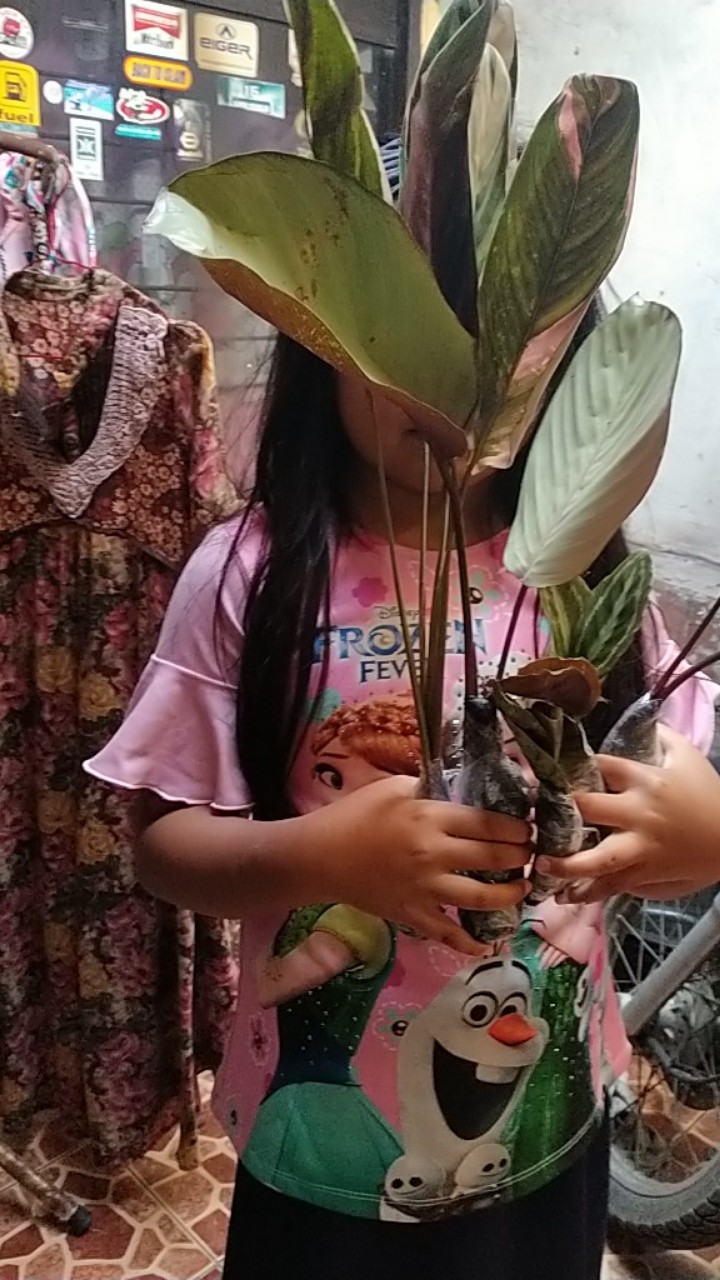 Paket Murah 5 Jenis Calathea Tanaman Hias Terlaris