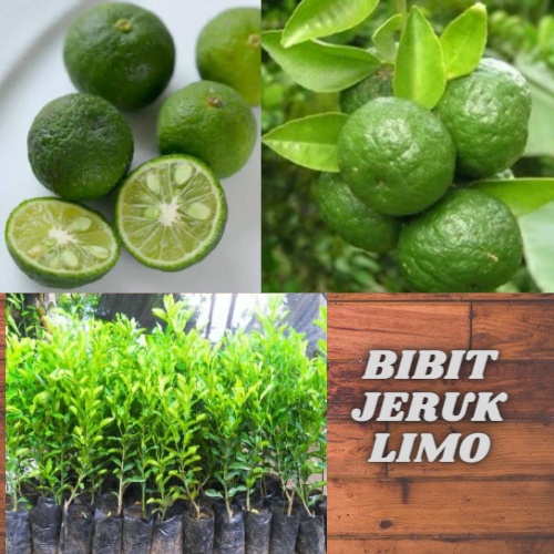 tanaman jeruk limo || bibit buah jeruk limo