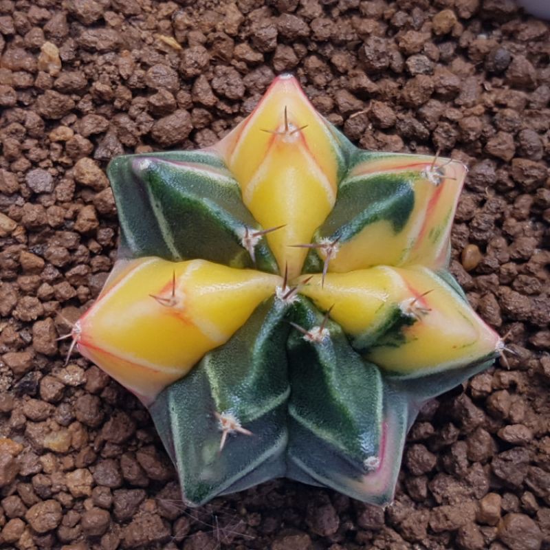 Gymnocalycium mihanovichii variegata