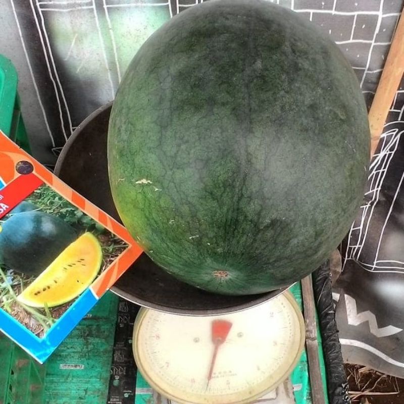 BENIH SEMANGKA MAHESA, SEMANGKA BERBIJI DAGING KUNING KULIT HIJAU GELAP MAHESA FI, RESMI MURAH