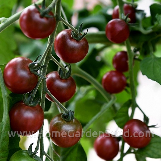 Benih Tomat, Cherry Tomato Black Cherry - Home Garden Seed