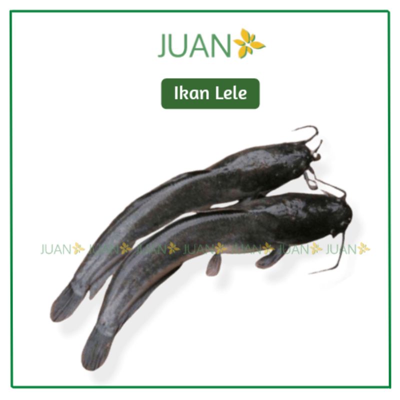 

Ikan Lele Segar 1 kg - Juan Freshmart