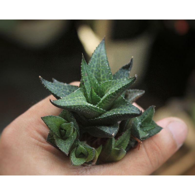 Sukulen Haworthia tessellata murah/ Haworthia murah