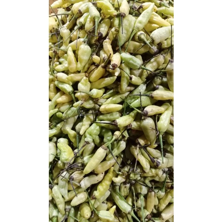 

Cabe Rawit Putih 250 gram