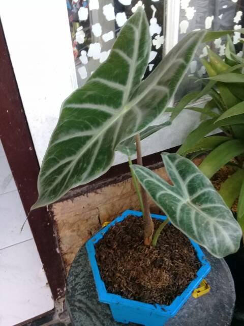 Tanaman Hias Alocasia Lowii Keladi Kuping Gajah Size Kecil Shopee Indonesia
