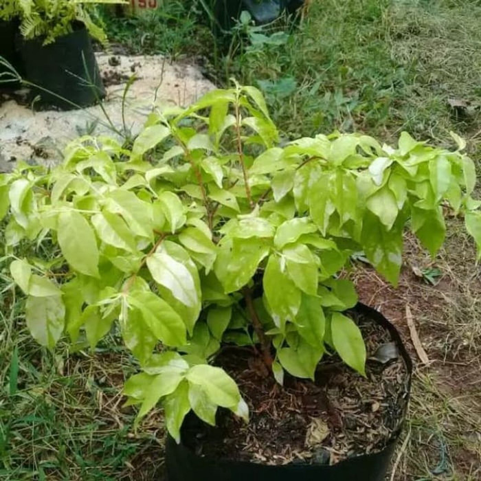 Bibit tanaman hias pohon anting putri - anting putri