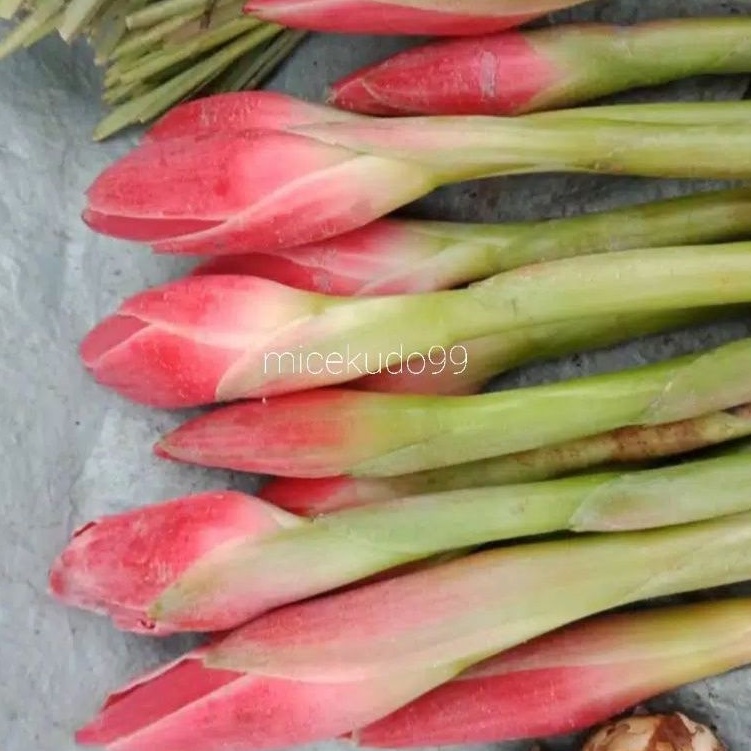 

TORCH GINGER FRESH / KECOMBRANG SEGAR WILD RED GINGER LILY VEGETABLES BALI