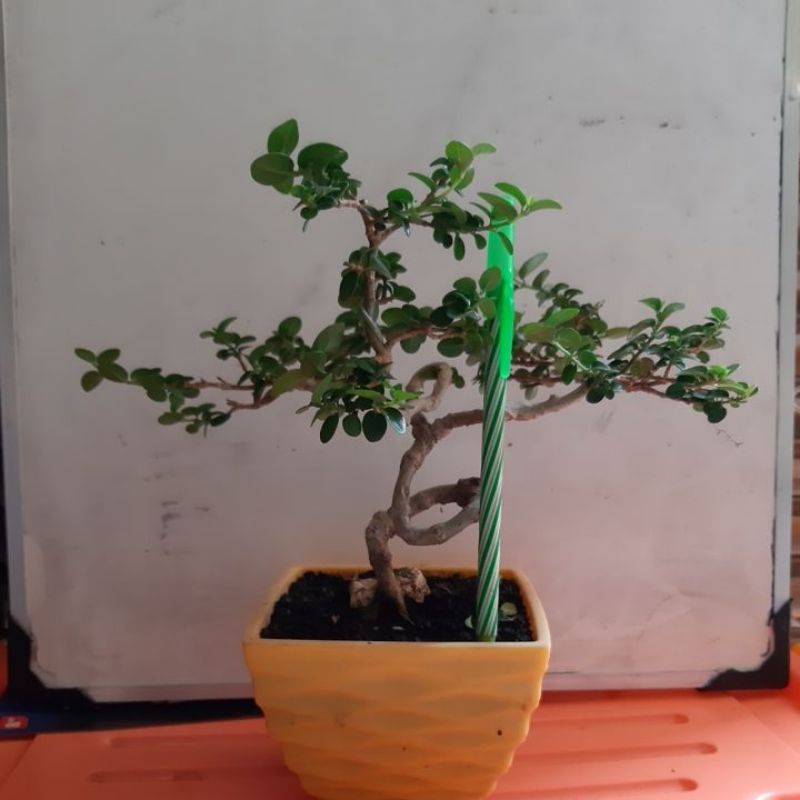 bonsai SANCANG MAME