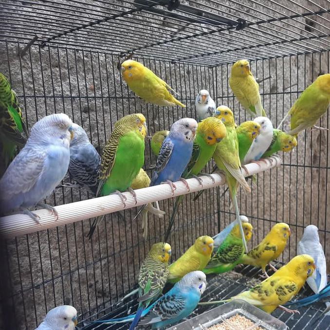 Burung Parkit Hijau Kuning Gojek Grab Only Special Shopee