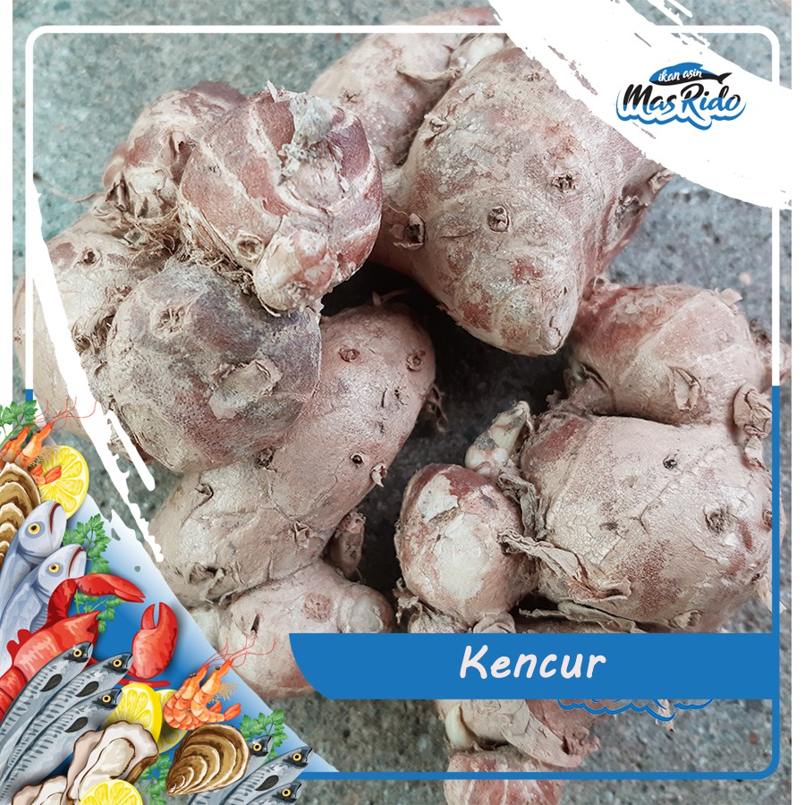 

KENCUR / KENCUR SEGAR / KENCUR KWALITAS PREMIUM HARGA MURAH